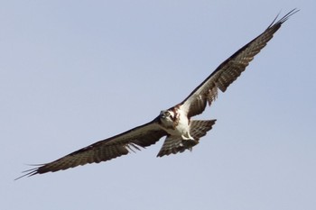 Osprey 瀬長干潟 Sat, 11/5/2016