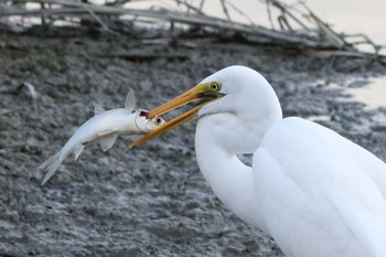 Great Egret 与根の三角池 Sat, 11/12/2016