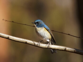 Red-flanked Bluetail 井頭公園 Fri, 1/14/2022