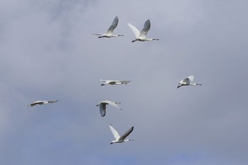 クロツラヘラサギ 与根の三角池 2016年11月14日(月)