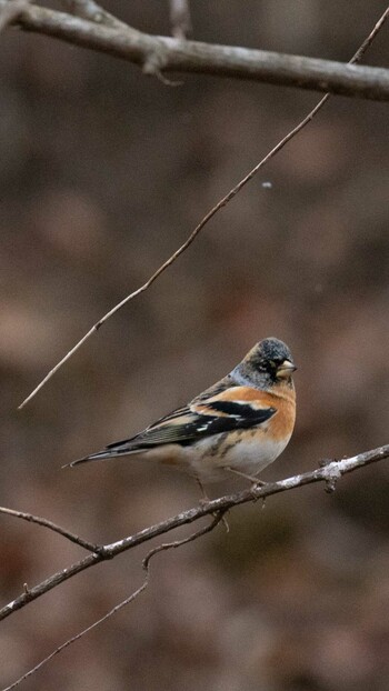 2021年12月31日(金) 大洞の水場の野鳥観察記録