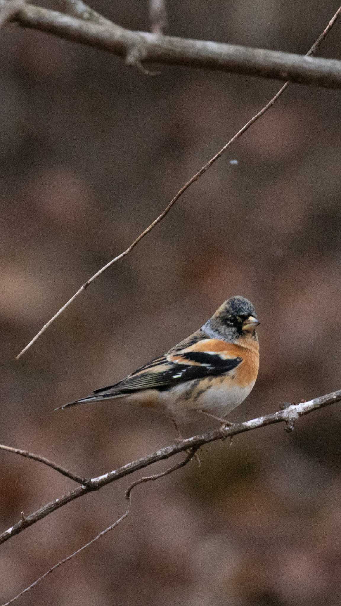 Brambling