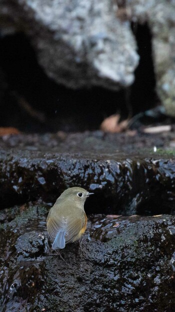 Red-flanked Bluetail 大洞の水場 Unknown Date