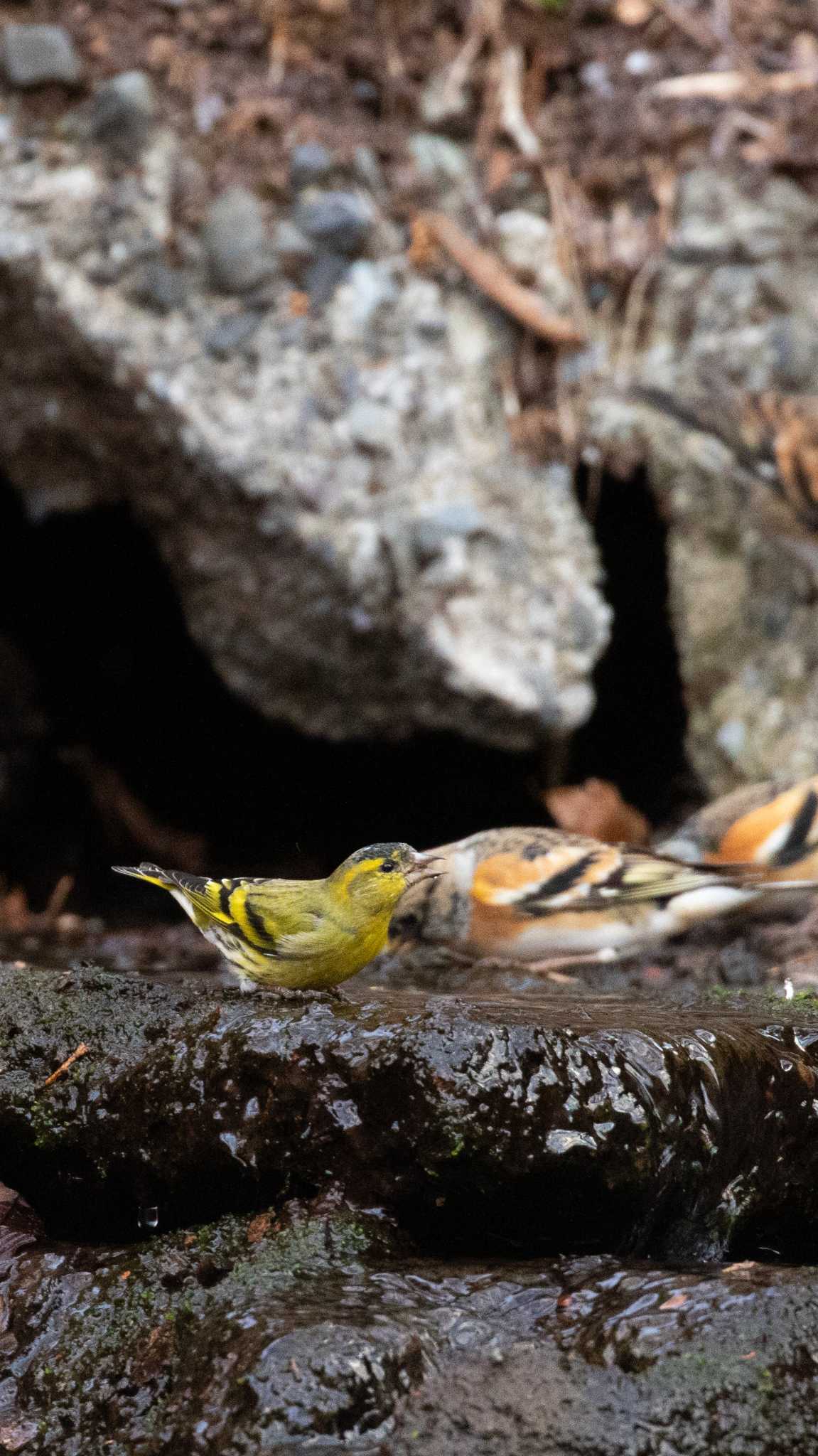 Eurasian Siskin