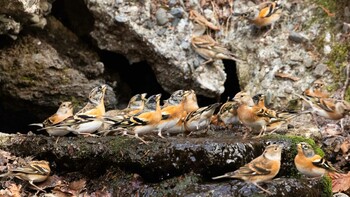 Brambling 大洞の水場 Fri, 12/31/2021