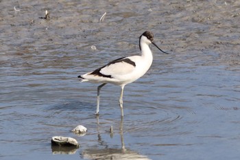 Pied Avocet 与根の三角池 Sat, 11/12/2016