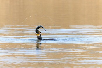 カワウ 新横浜公園 2022年1月19日(水)