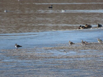 2022年1月19日(水) 渡良瀬遊水地の野鳥観察記録