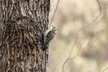 Japanese Pygmy Woodpecker 平谷川 Sun, 1/16/2022