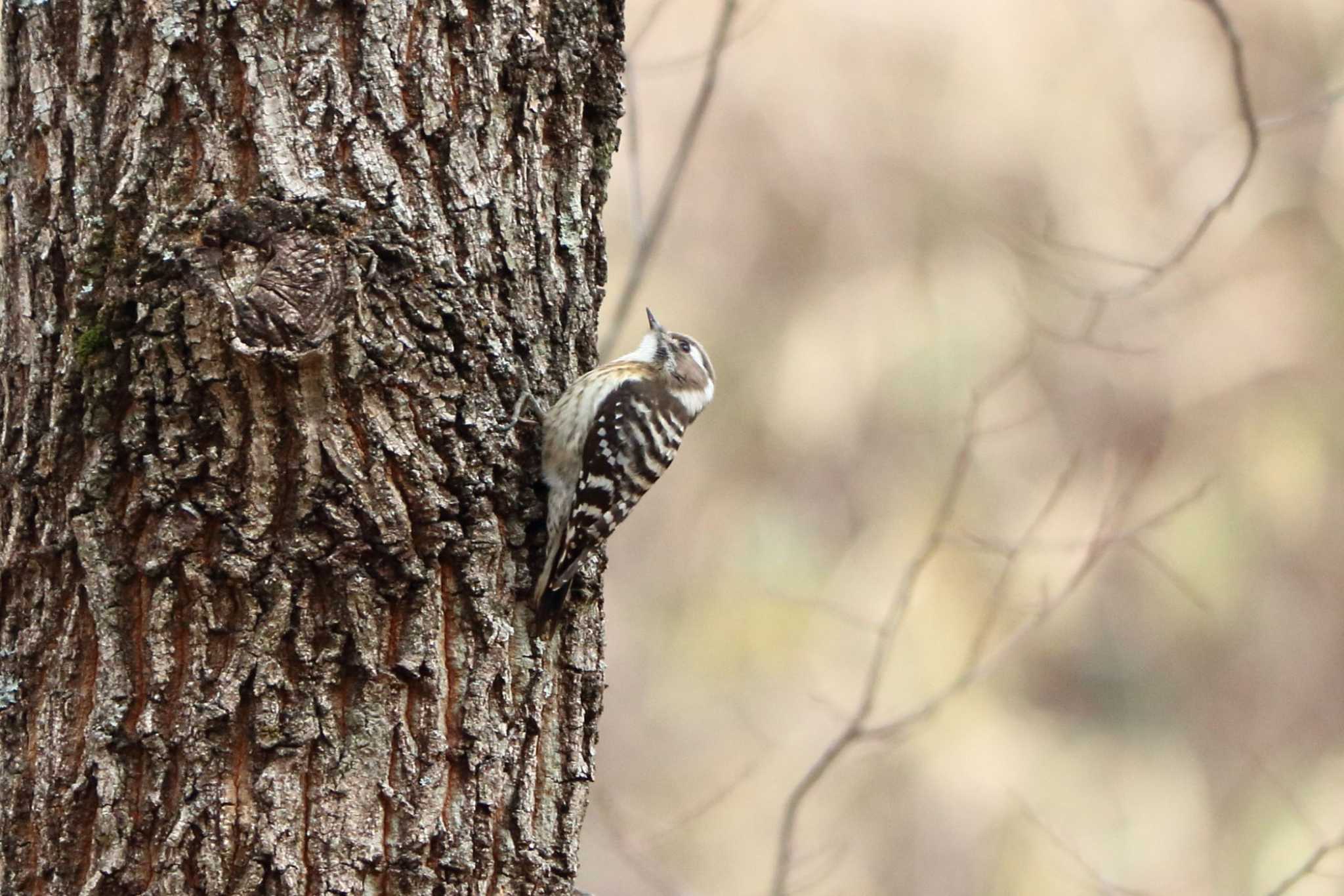 Japanese Pygmy Woodpecker