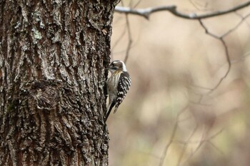 Japanese Pygmy Woodpecker 平谷川 Sun, 1/16/2022
