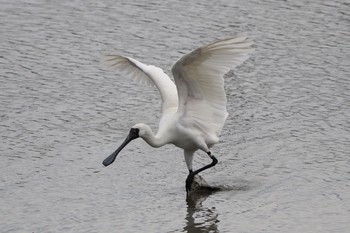 Black-faced Spoonbill 与根の三角池 Thu, 11/10/2016