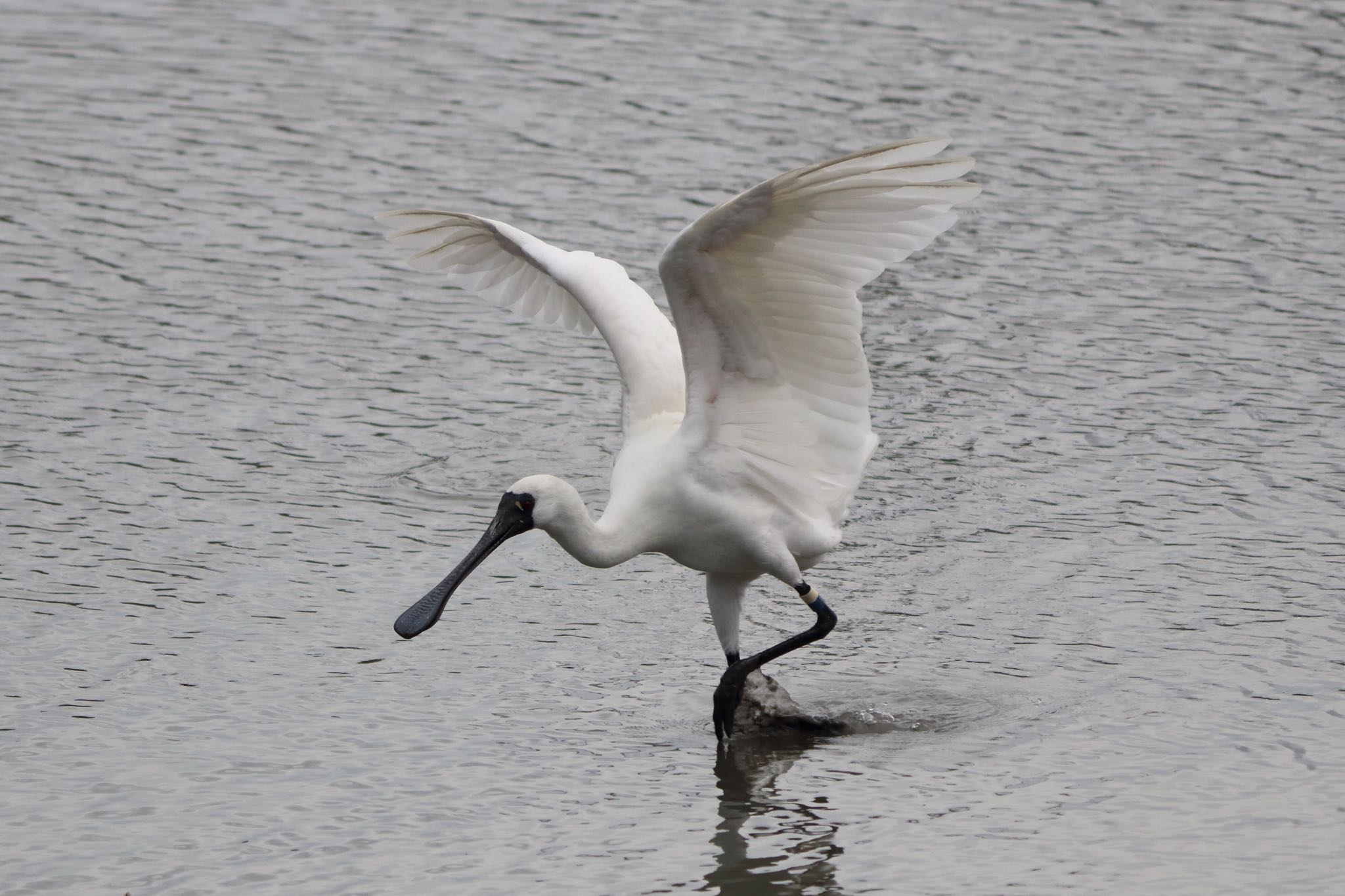 Photo of Black-faced Spoonbill at 与根の三角池 by Zakky