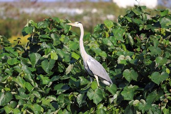 Grey Heron 与根の三角池 Sat, 11/5/2016