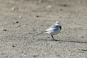 ハクセキレイ 桶川城山公園 2022年1月15日(土)