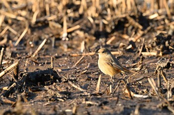 Daurian Redstart Kitamoto Nature Observation Park Sun, 1/16/2022