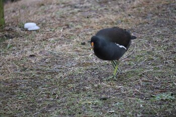 2021年12月27日(月) 奥池(大府市)の野鳥観察記録