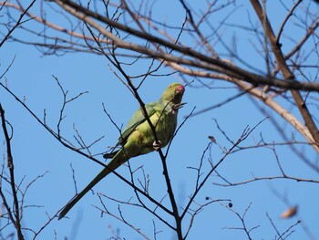 2022年1月20日(木) 林試の森公園の野鳥観察記録