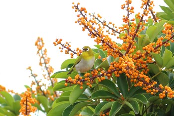 Warbling White-eye 与根の三角池 Wed, 12/7/2016