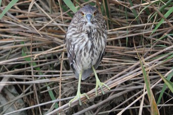 Black-crowned Night Heron 与根の三角池 Wed, 12/7/2016