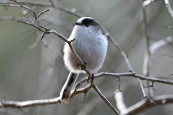 エナガ 愛知県森林公園 2022年1月19日(水)