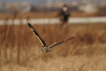 コミミズク 場所が不明 2022年1月16日(日)