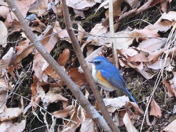 Red-flanked Bluetail Komiya Park Tue, 1/18/2022