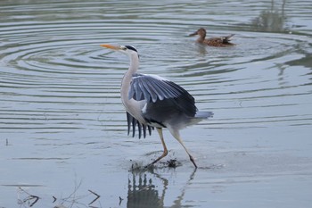 Grey Heron 与根の三角池 Sat, 12/3/2016