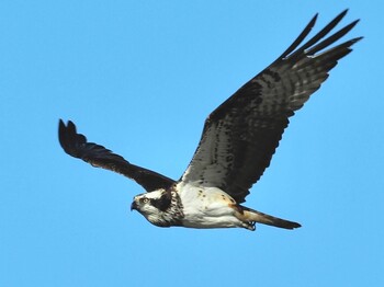 2022年1月20日(木) 弥富、飛島、その他の野鳥観察記録