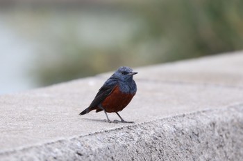 Blue Rock Thrush 瀬長水道 Thu, 12/22/2016