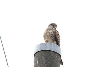 2022年1月19日(水) 境川遊水地公園の野鳥観察記録