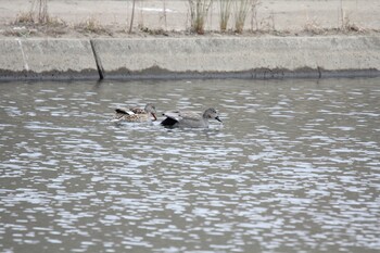 オカヨシガモ 境川遊水地公園 2022年1月19日(水)