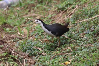 White-breasted Waterhen 金武町(沖縄県) Mon, 12/26/2016