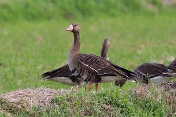Greater White-fronted Goose 金武町(沖縄県) Mon, 12/26/2016