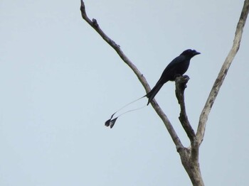 カザリオウチュウ タマンネガラ 撮影日未設定