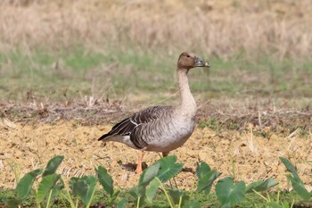 Taiga Bean Goose 金武町(沖縄県) Mon, 12/26/2016