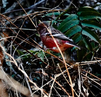 2022年1月16日(日) 早戸川林道の野鳥観察記録