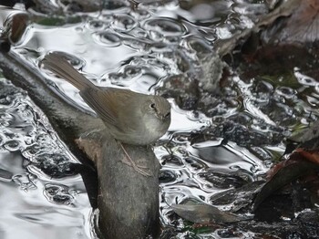 Japanese Bush Warbler さいたま市 Wed, 1/19/2022