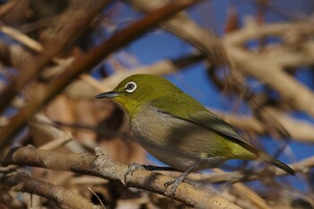 メジロ 多摩川 2022年1月21日(金)