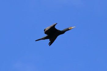 Great Cormorant 金武ダム Sat, 12/24/2016