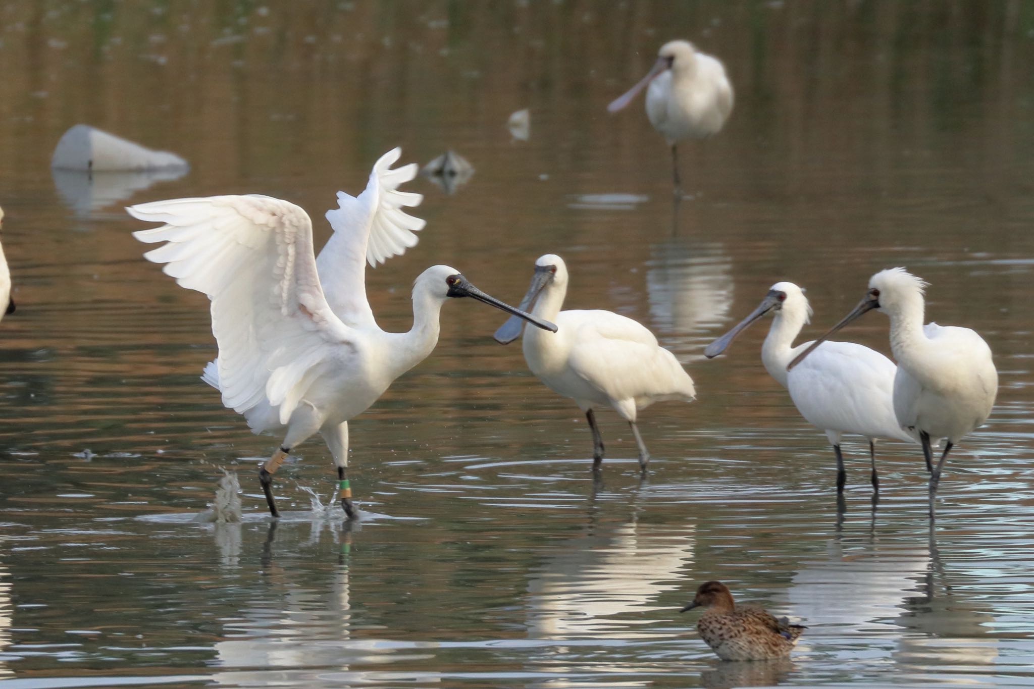 Photo of Black-faced Spoonbill at 与根の三角池 by Zakky