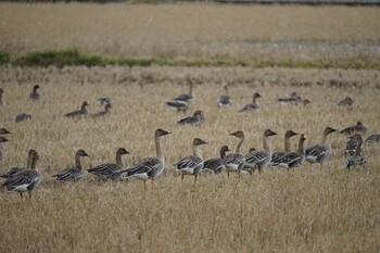 2022年1月21日(金) 宍道湖グリーンパークの野鳥観察記録