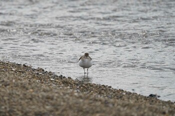 Common Sandpiper 秋鹿なぎさ公園 Fri, 1/21/2022