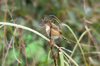 Zitting Cisticola 大保ダム Thu, 1/12/2017