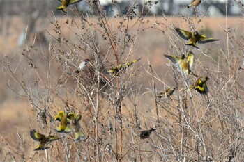 カワラヒワ 大栗川(多摩川合流地点) 2022年1月17日(月)