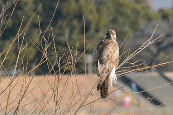 ノスリ 大栗川(多摩川合流地点) 2022年1月17日(月)