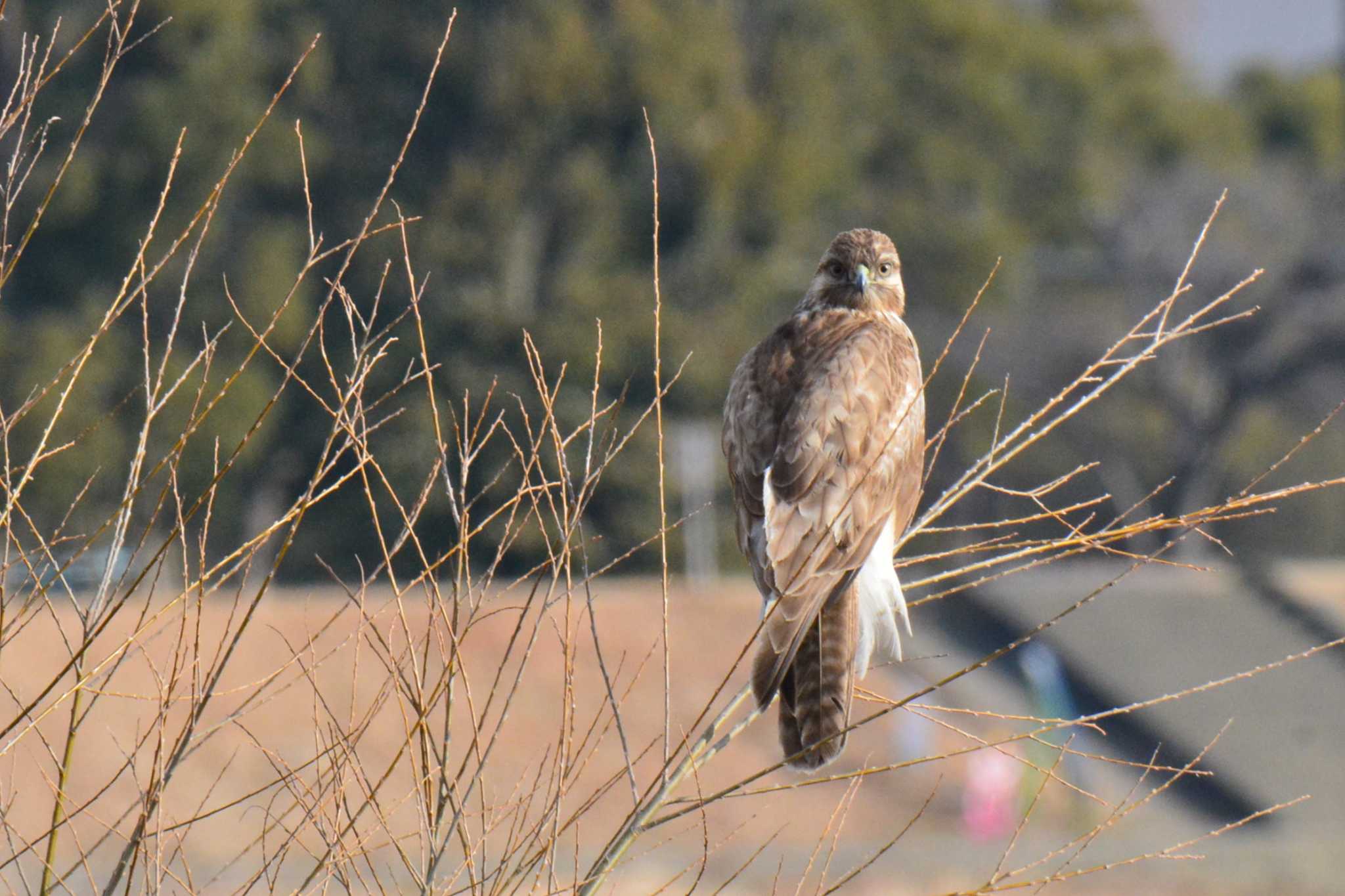 Photo of Eastern Buzzard at 大栗川(多摩川合流地点) by geto