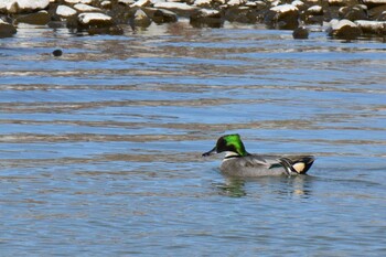 2022年1月17日(月) 大栗川(多摩川合流地点)の野鳥観察記録