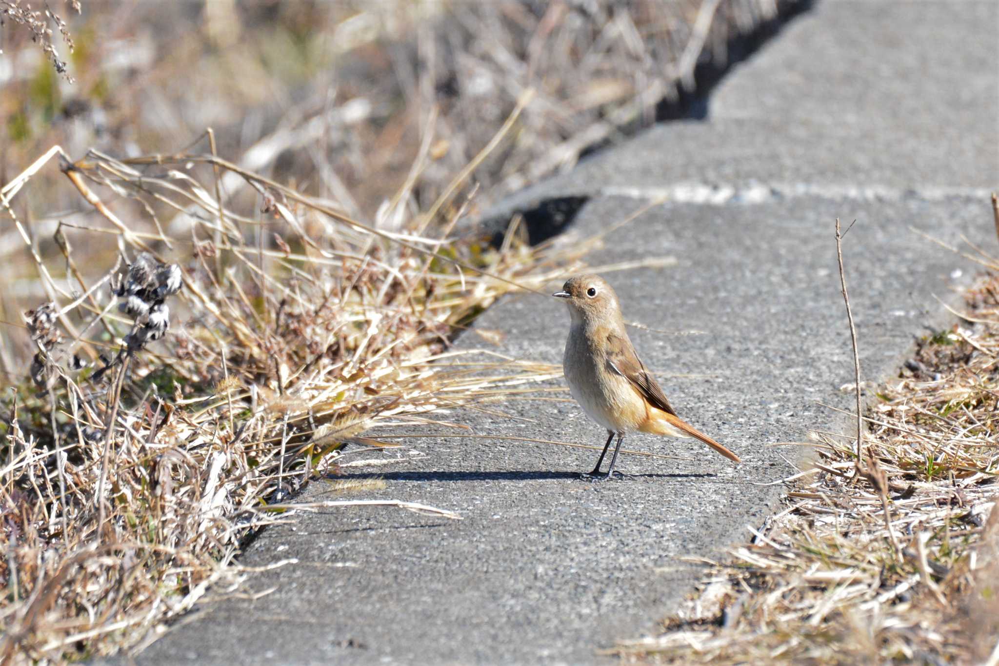 大栗川(多摩川合流地点) ジョウビタキの写真 by geto