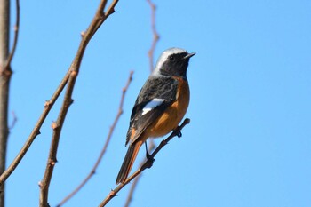 2022年1月18日(火) 大栗川(多摩川合流地点)の野鳥観察記録